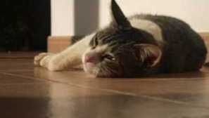 Котката не яде нищо, пие много или не пие какво да прави